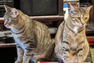 Eris and Artemis, cats