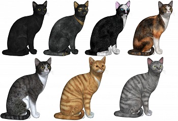 Cat of Many Colors (A to Z, C)